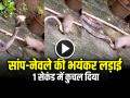 VIDEO: सांप-नेवले की भयंकर लड़ाई, 1 सेकंड में कुचल दिया, देखें वीडियो - Hindi News | Saanp aur Nevla ki Ladai ka video Snake and Mongoose Fight Video Goes Viral | Latest weird News at Lokmatnews.in