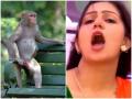 हरियाणवी डांसर सपना चौधरी ने सड़क पर की बंदरों के साथ मस्ती, वीडियो वायरल - Hindi News | Haryanvi dancer Sapna Choudhary fun with monkeys, viral video | Latest weird Videos at Lokmatnews.in