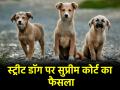 डॉग लवर्स की बड़ी जीत, सुप्रीम कोर्ट ने डॉग्स को टीका लगाकर वापस उसी इलाके में भेजने का किया फैसला - Hindi News | Supreme Court On Stray Dog decided to vaccinate dogs and send them back to same area | Latest india News at Lokmatnews.in