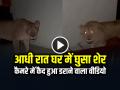 VIDEO: आधी रात घर में घुसा शेर, कैमरे में कैद हुआ डराने वाला वीडियो - Hindi News | The Lion Enter the House at Night Records Horrific Incident Watch Viral Video Sher Ka Video | Latest weird News at Lokmatnews.in