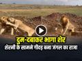 VIDEO: शेरनी का गुस्सा देख दुम-दबाकर भागा शेर, देखें वायरल वीडियो - Hindi News | Sher Sherni Ki Fight Lion lioness fight video goes viral | Latest weird News at Lokmatnews.in
