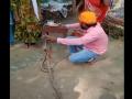 बहन से सांप को राखी बंधवा रहा था शख्स, तभी पैर में डंसने से गई जान, घटना का वीडियो वायरल - Hindi News | Raksha Bandhan Saran Chhapra video person dies of snake bite | Latest weird News at Lokmatnews.in
