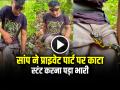 VIDEO: सांप ने प्राइवेट पार्ट पर काटा, स्टंट करना पड़ा भारी, देखें वीडियो - Hindi News | Snake Bites man private part video goes viral on social media | Latest weird News at Lokmatnews.in