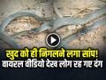 Viral Video: खुद को ही निगलने लगा सांप! वायरल वीडियो देख लोग रह गए दंग - Hindi News | Snake-Eating-itself-viral-video-caught-on-camera | Latest weird News at Lokmatnews.in
