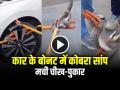 VIDEO: कार के बोनट में जहरीला कोबरा सांप, मची चीख-पुकार, देखें वायरल वीडियो - Hindi News | Watch Snake in Car Bonnet Viral Video Rescue Operation in Bhopal | Latest weird News at Lokmatnews.in