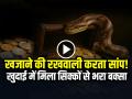VIDEO: खजाने की रखवाली करता सांप!, खुदाई में मिला सिक्कों से भरा बक्सा, देखें वायरल वीडियो - Hindi News | Snake Protected Treasure Box full of gold and silver coins, watch the viral video | Latest weird News at Lokmatnews.in