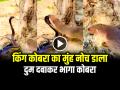 VIDEO: किंग कोबरा का मुंह नोच डाला, दुम दबाकर भागा कोबरा, देखें वायरल वीडियो - Hindi News | Saap Nevla ki ladai Snake vs Mongoose Fight Best Animal Fight Videos | Latest weird News at Lokmatnews.in