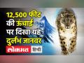 12,500 फीट की ऊंचाई पर दिखा यह दुर्लभ जानवर - Hindi News | Snow Leopard spotted at 12,500 feet in Himachal | Latest india Videos at Lokmatnews.in