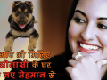 सोनाक्षी सिन्हा के घर आया नया मेहमान - Hindi News | Sonakshi Sinha's New Family Member - A Puppy Named Bronze, Posted It's Picture on Instagram | Latest bollywood Videos at Lokmatnews.in