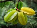 star fruit benefits: विटामिन-C का भंडार है खट्टा-मीठा फल स्टार फ्रूट, इम्यूनिटी बढ़ाकर 6 बीमारियों से कर सकता है बचाव - Hindi News | star fruit benefits in hindi: star fruit hralth benefits for cancer, diabetes, blood pressure, blood sugar, cholesterol, star fruit nutrition facts in Hindi | Latest health News at Lokmatnews.in