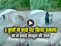 3 कुत्तों ने बच्चे पर किया जानलेवा हमला, घर के बाहर खेल रहा था मासूम, देखें वीडियो - Hindi News | Stray Dogs Attack 5 Year Old Child in udaipur rajasthan Watch video | Latest weird News at Lokmatnews.in