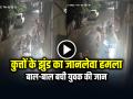 VIDEO: आवारा कुत्तों के झुंड का युवक पर जानलेवा हमला, बाल-बाल बची जान, देखें वायरल वीडियो - Hindi News | Stray Dogs Attack a Man in Pune Watch Video Cctv Footage viral | Latest weird News at Lokmatnews.in