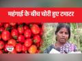 चोर की नजर टमाटर पर, किसान को ढाई लाख का नुकसान - Hindi News | Thief's eye on tomato, loss of two and a half lakhs to the farmer | Latest india Videos at Lokmatnews.in