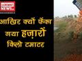 आखिर क्यों फेंका गया हज़ारों किलो टमाटर ? - Hindi News | | Latest india Videos at Lokmatnews.in