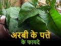 Photos: अरबी के पत्ते खाने के अनजाने फायदे जानकर रह जाएंगे दंग - Hindi News | Amazing Health Benefits of Taro Leaves Aka Arbi leaf, Helps in Weight loss, Control blood pressure | Latest health Photos at Lokmatnews.in