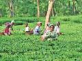 लॉकडाउन के बीच असम के चाय बागानों में पत्ती चुनने का काम हुआ शुरु - Hindi News | Amid lockdown, leaf picking started in Assam's tea gardens | Latest india News at Lokmatnews.in