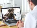 लॉकडाउन के बीच टेलीमेडिसिन के तहत हरियाणा में शुरू हुई ई पशु चिकित्सा सेवा - Hindi News | | Latest india News at Lokmatnews.in