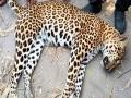 तेंदुए का पैर फिसला, तालाब में गिरा, हो गई मौत, जानिए पूरा मामला - Hindi News | Leopard's foot slipped, fell in the pond, died, know the whole matter | Latest weird News at Lokmatnews.in