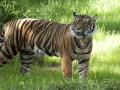 International Tiger Day 2021: बाघ के बच्चे 'अंधे' पैदा होते हैं, जानिए बाघों के बारे में ये 10 दिलचस्प बातें - Hindi News | International Tiger Day 2021: interesting 10 facts about Tigers across world | Latest india News at Lokmatnews.in