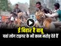 VIDEO: ई बिहार है बाबू... यहां लोग टाइगर के भी कान मरोड़ देते हैं, देखें वीडियो - Hindi News | Tiger Sitting on Elephant Man Twist His Ears Video Goes Viral | Latest weird News at Lokmatnews.in