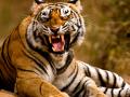 Rajasthan  ki khabar: सरिस्का बाघ अभयारण्य में दिखे तीन शावक, बाघों की संख्या 20 - Hindi News | Rajasthan Three cubs, number of tigers seen in Sariska tiger reserve, cm ashok gehlot tweet | Latest india News at Lokmatnews.in