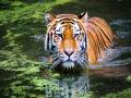 International Tiger Day: 'अंधे' पैदा होते हैं बाघ के बच्चे, इंटरनेशनल टाइगर डे पर जानिए इनके बारे में 10 खास बातें - Hindi News | International Tiger Day: India has 70 percent of total tiger population 10 interesting facts | Latest india News at Lokmatnews.in