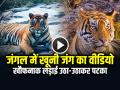 VIDEO: जंगल में खूनी जंग... देखें खौफनाक वीडियो, 2 बाघिन उठा-उठाकर पटका - Hindi News | Tigers Fight Viral Video Tigers fighting in the Forest Ranthambore Park | Latest weird News at Lokmatnews.in