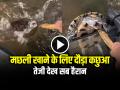 VIDEO: मछली खाने के लिए दौड़ा कछुआ, तेजी देख सब हैरान, देखें वायरल वीडियो - Hindi News | Tortoise run very fast to eat fish watch video | Latest weird News at Lokmatnews.in