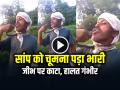 VIDEO: सांप को चूमना पड़ा भारी, जीभ पर काटा, हालत गंभीर, देखें वीडियो - Hindi News | Trying to kiss a snake, the snake bit the man tongue, watch video | Latest weird News at Lokmatnews.in