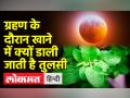ग्रहण में क्यों किया जाता है तुलसी का उपयोग - Hindi News | Why is Tulsi used in eclipse? | Latest india Videos at Lokmatnews.in