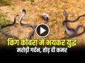 VIDEO: किंग कोबरा में भयंकर युद्ध, मरोड़ी गर्दन, तोड़ दी कमर, देखें वीडियो - Hindi News | Two King Cobra Fighting Video Goes Viral on Social Media | Latest weird News at Lokmatnews.in