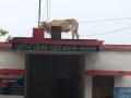 Watch: रायबरेली में पुलिस चौकी की छत पर चढ़ा सांड, उतारने में पुलिसकर्मियों के छूटे पसीने; वीडियो वायरल - Hindi News | Watch bull climbed on the roof of the police post in Rae Bareli the policemen had to sweat to bring it down video viral | Latest weird News at Lokmatnews.in