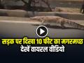Viral Video: वडोदरा की सड़क पर टहलता दिखा 10 फीट का मगरमच्छ, लोग बोले 'चिल करो', 'ये है वडोदरा' - Hindi News | Vadodara-Crocodile-Viral-Video-on-Road-Urmi-Bridge | Latest weird News at Lokmatnews.in