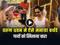 VIDEO: वरुण धवन ने ऐसे मनाया बर्थडे, गायों को खिलाया चारा, बेटी के साथ बिताया खास दिन - Hindi News | Varun Dhawan Birthday Animal Shelter video natasha dalal daughter | Latest bollywood News at Lokmatnews.in