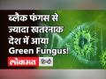 Coronavirus: Indore में मिला Green Fungus का पहला मरीज, ब्लैक और व्हाइट फंगस से है ज्‍यादा खतरनाक - Hindi News | First case of green virus in India | Latest health Videos at Lokmatnews.in