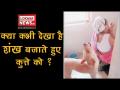 क्या कभी देखा है शंख बजाते हुए कुत्ते को ? - Hindi News | Viral video of a dog who blowing a shankh | Latest weird Videos at Lokmatnews.in