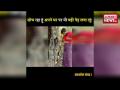 Viral: दुनिया का पहला ऐसा पेड़ जिससे निकलती है व्ह‌िस्की - Hindi News | | Latest weird Videos at Lokmatnews.in