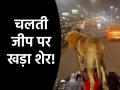 Viral Video: रफ्तार से दौड़ती जीप, बोनट पर खड़ा शेर, असलियत देख यूजर्स ने लिए मजे - Hindi News | Viral Video Dog disguised as lion standing on the bonnet users enjoyed seeing reality | Latest weird News at Lokmatnews.in
