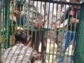 Viral Video: बाघ के पिंजरे में फंसने के बाद 1 घंटे तक संघर्ष करता रहा वन अधिकारी, लखीमपुर खीरी में सहकर्मियों को दिखा रहा था प्रक्रिया - Hindi News | Viral Video Forest Official Struggles For 1 Hour In Tiger Cage After Getting Trapped While Demonstrating Procedure To Colleagues In Lakhimpur Kheri | Latest weird News at Lokmatnews.in