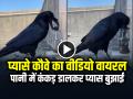 VIDEO: प्यासे कौवे का वीडियो वायरल, पानी में कंकड़ डालकर प्यास बुझाई... - Hindi News | Viral Video Thirsty crow putting pebbles in vessel to drink water | Latest weird News at Lokmatnews.in