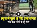 VIDEO: स्कूल में घुसा 13 फीट लंबा किंग कोबरा, विशालकाय सांप देख लोगों के उड़े होश, देखें वायरल वीडियो - Hindi News | Watch 13 Feet Long King Cobra Rescued from School in Odisha Video Viral | Latest weird News at Lokmatnews.in
