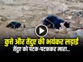 VIDEO: भोटिया कुत्ते और तेंदुए की भयंकर लड़ाई, तेंदुए को पटक-पटककर मारा, देखें वीडियो - Hindi News | Watch Bhotia Dog and leopard Fight Video goes viral | Latest weird News at Lokmatnews.in