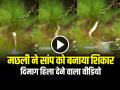 VIDEO: मछली ने सांप को बनाया शिकार, 16.6 मिलियन बार देखा गया, दिमाग हिला देने वाला वीडियो - Hindi News | Watch Fish Attack on Snake Video Goes Viral on Social Media | Latest weird News at Lokmatnews.in
