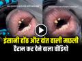 VIDEO: इंसानी होंठ और दांत वाली मछली, हैरान कर देने वाला वीडियो वायरल - Hindi News | Watch Fish with Human Lips Video Goes Viral on Social Media | Latest weird News at Lokmatnews.in