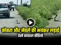 VIDEO: बीच सड़क पर कोबरा और नेवले की भयंकर लड़ाई, देखें वायरल वीडियो - Hindi News | Watch King Cobra and Mongoose Fight on Road video viral | Latest weird News at Lokmatnews.in