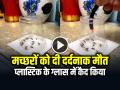VIDEO: मच्छरों को दी दर्दनाक मौत, प्लास्टिक के ग्लास में कैद किया, देखें वायरल वीडियो - Hindi News | Watch Man gave a painful death to mosquitoes, watch the viral video | Latest weird News at Lokmatnews.in