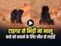 VIDEO: बच्चे को बचाने के लिए खूंखार बाघ से भिड़ी मां भालू, देखें जंगल का भयानक वीडियो - Hindi News | Watch Mother Bear Fight with Tiger to save her child video goes viral on social media | Latest weird News at Lokmatnews.in