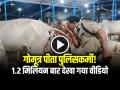 VIDEO: गोमूत्र पीता पुलिसकर्मी!, 1.2 मिलियन बार देखा गया वीडियो... - Hindi News | Watch Policeman Drinking Cow Urine Like Water Video Goes Viral | Latest weird News at Lokmatnews.in