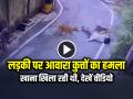 VIDEO: लड़की पर आवारा कुत्तों का हमला, खाना खिला रही थी, देखें वायरल वीडियो - Hindi News | Watch School Girl Attacked by Stray Dogs in Ranchi Jharkhand video Viral | Latest weird News at Lokmatnews.in