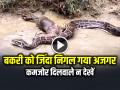 SHOCKING: बकरी को जिंदा निगल गया अजगर फिर उगल दिया, विचलित कर देने वाला वीडियो - Hindi News | Watch Video Giant Python Swallowed Big Goat And Spat It Out | Latest weird News at Lokmatnews.in